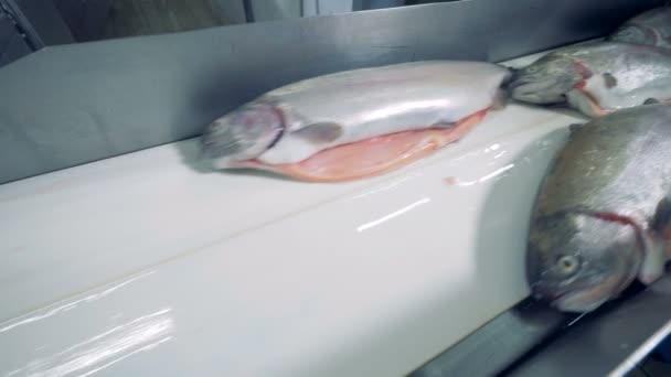 Peixe cortado está se movendo ao longo do transportador — Vídeo de Stock