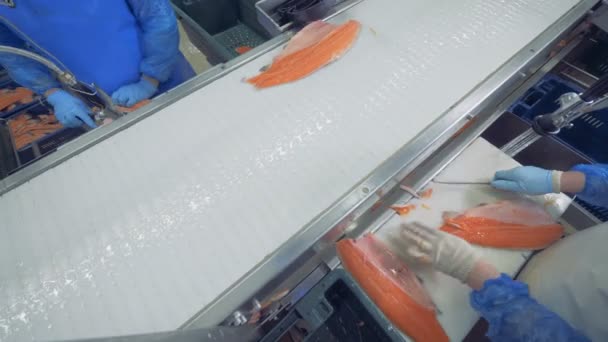 Вид сверху на рыбу, скользящую во время переработки на фабрике — стоковое видео