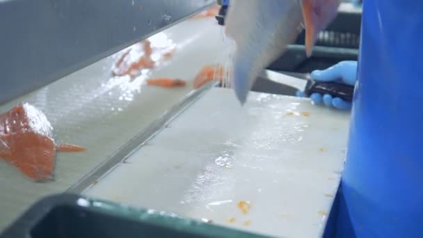 Pieces of trout are being cleaned and washed before transporting — Stock Video