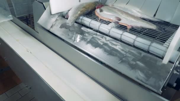 원시 및 분할 물고기 하나를 한 컨베이어에서 떨어지고 — 비디오