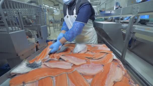 High-quality trout fillets are getting put onto the transporter. Fish factory. — Stock Video