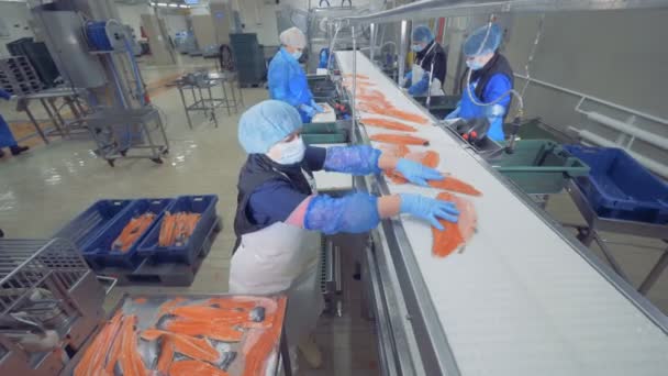 Fish factory unit with staff sorting and processing salmon — Stock Video