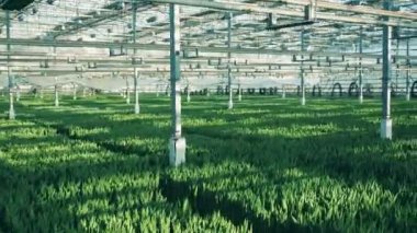 Lale tarlaları ile Glasshouse