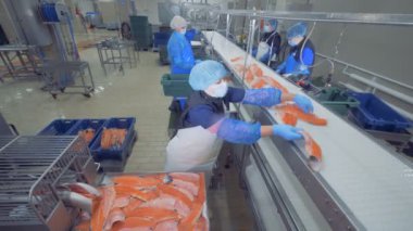 Taşıma mekanizması adet balık işleme için yerini değiştirme. Balık fabrikası.