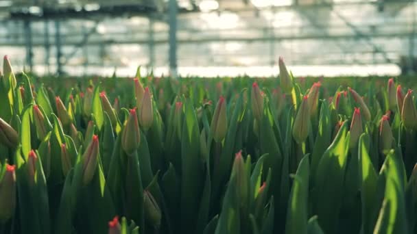 Różowe tulipany początkujący w nasłonecznione zieleni — Wideo stockowe
