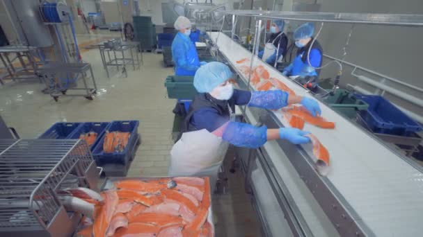 Transport mechanisme verhuist stukjes vis voor verwerking. Vis fabriek. — Stockvideo
