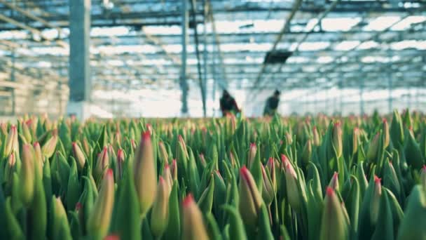 Verdura com tulipas brotantes e trabalhadores — Vídeo de Stock