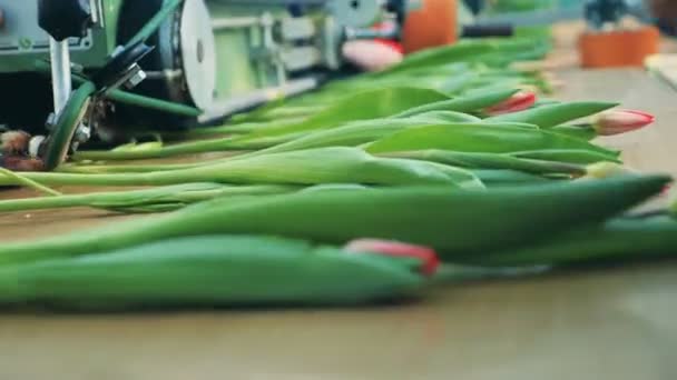 Los tulipanes florecientes se están poniendo en la cinta transportadora. Industria de flores, producción de flores . — Vídeo de stock