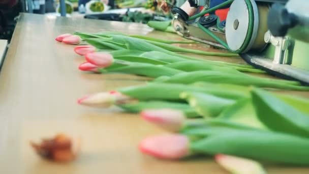 Světlé tulipány se pohybují podél přepravce. Květy rostlin, automatizované stroje na výrobu květin. — Stock video