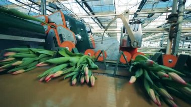 Tarım makine Lale iş artık. Çiçekler sanayi, çiçek üretim.