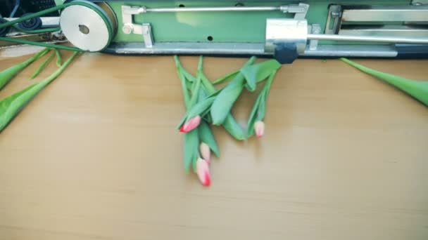 Режущий конвейер с движущимися по нему тюльпанами. Цветочная промышленность, производство цветов . — стоковое видео