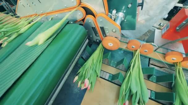 Transportband med tulpaner blir mekaniskt bundna. Automatiserade maskiner för tillverkning av blommor. — Stockvideo