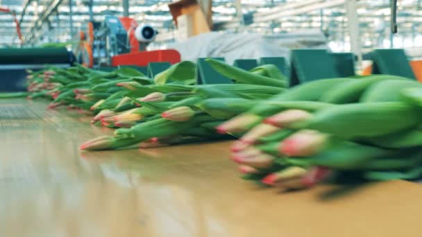 Lotes de tulipas rosa estão se movendo ao longo do transportador — Vídeo de Stock