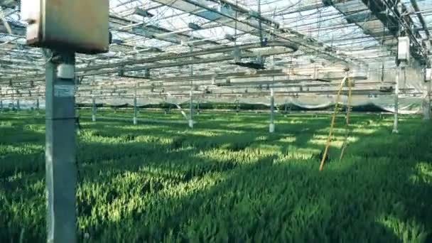 未吹的郁金香幼苗在温室 — 图库视频影像