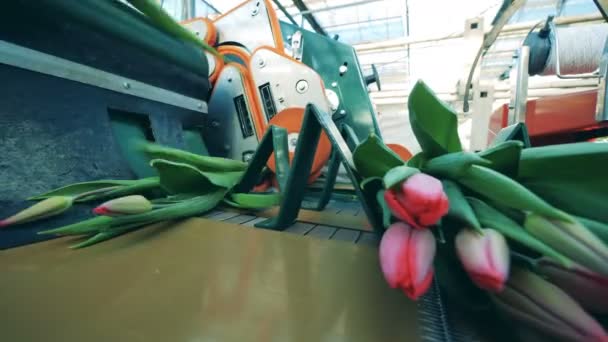ピンクのチューリップがトランスポーターにドロップを取得します。花の生産のための自動機械. — ストック動画