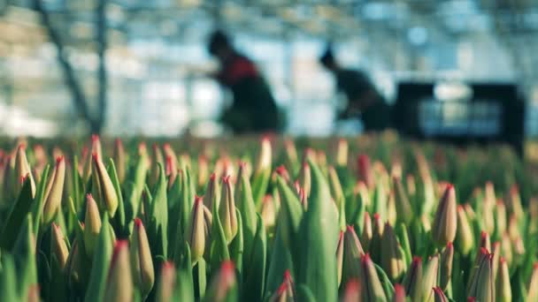 Silhouetten von Arbeitern im Wärmehaus mit Tulpen — Stockvideo