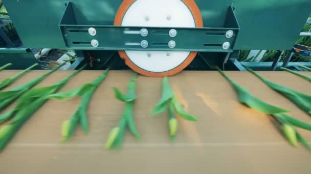 Scapes of tulips are getting processed by a round press. Flowers industry, flowers production. — Stock Video