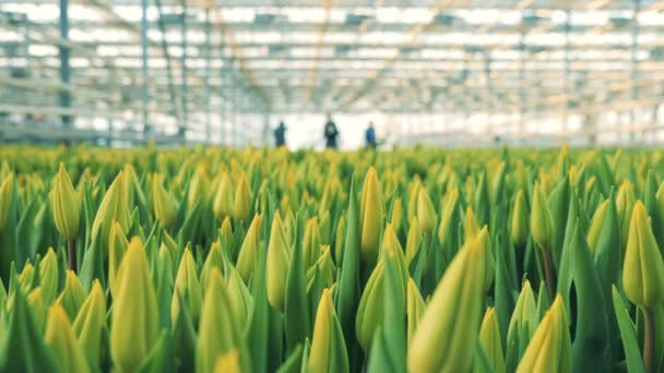 Brotes de tulipanes amarillos creciendo en la vegetación — Vídeo de stock