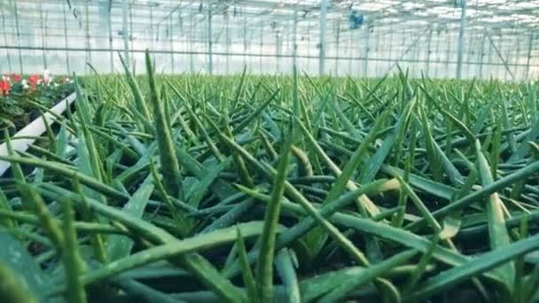 Green petals of aloe in a spacious glasshouse — Stock Video