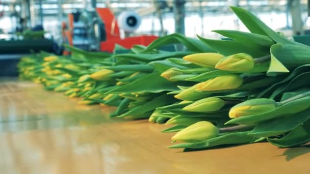 Les tulipes jaunes se déplacent progressivement le long du transporteur — Video