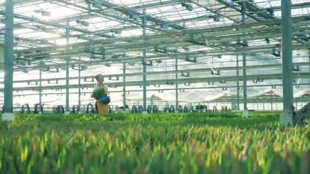Av växthusgaser arbetstagaren innehar en hink med tulpaner och går nära blomsterrabatter. — Stockvideo