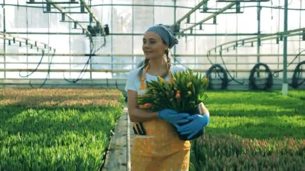 Lachende vrouw loopt in een kas, bedrijf bos tulpen in handen. — Stockvideo