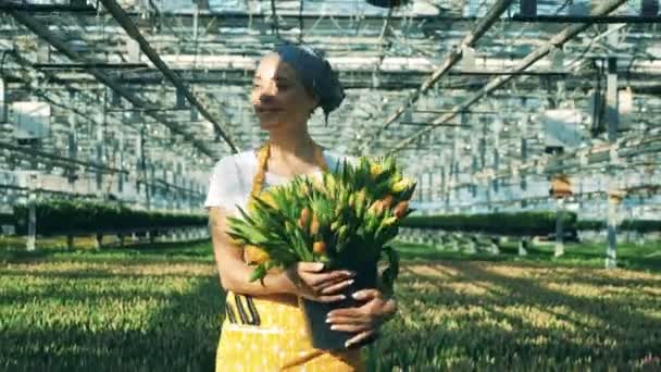 Mulher jovem trabalha em uma estufa, mantém tulipas amarelas nas mãos . — Vídeo de Stock