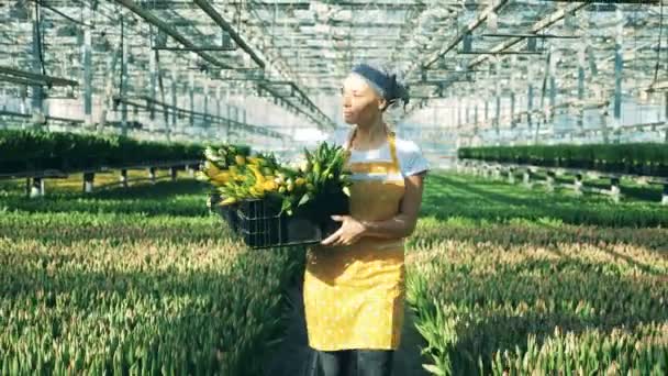 En person med gäng tulpaner går i ett växthus. — Stockvideo