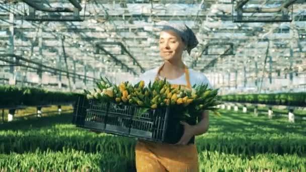 Un jardinero sostiene una cesta con tulipanes amarillos y camina dentro de un gran invernadero . — Vídeo de stock