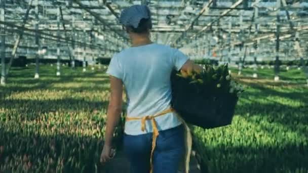 Treibhausarbeiter geht in der Nähe von wachsenden Tulpen und hält einen Korb mit Blumen in der Hand. — Stockvideo