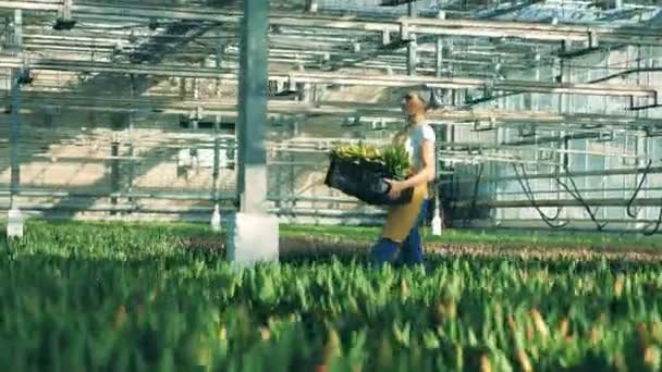 Um florista caminha em uma estufa, carregando uma grande cesta com tulipas . — Vídeo de Stock