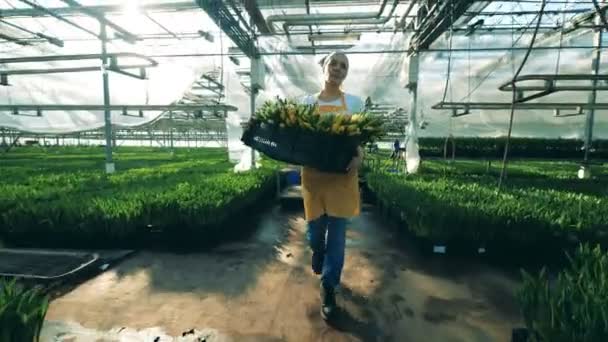 Mujer camina cerca de muchos tulipanes, creciendo en un invernadero . — Vídeo de stock