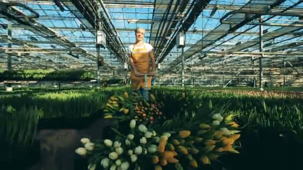 Worker pushes a cart full of yellow tulips in a greenhouse. — Stock Video