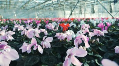 Pembe ve kırmızı Siklamen bir serada büyüyen.