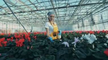 Bir sprey şişesinde kullanarak tencere, çiçek sulama sera işçi.