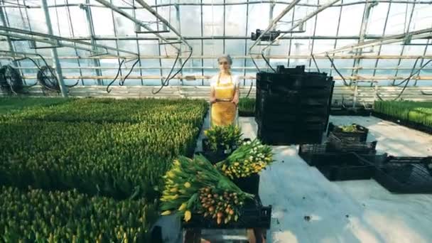 Mujer jardinero empuja un carro con tulipanes mientras trabaja en un invernadero . — Vídeo de stock