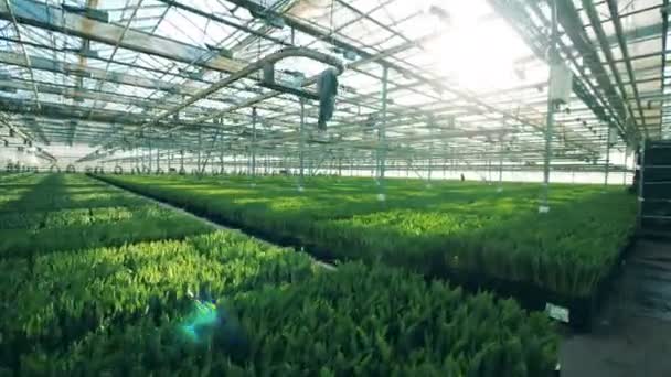 近代的な温室の成長、多くのチューリップの花. — ストック動画