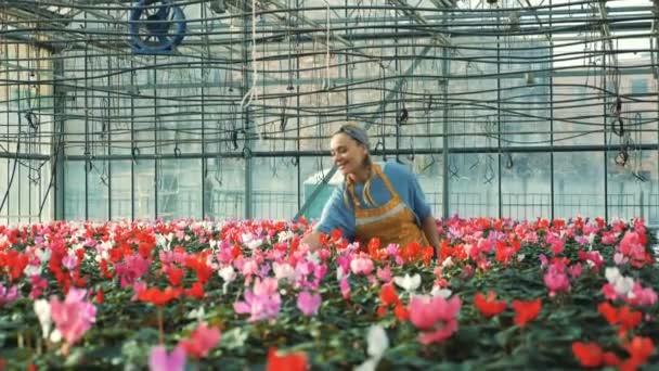 Glad trädgårdsmästare vatten cyklamen blommor, växer i ett växthus. — Stockvideo