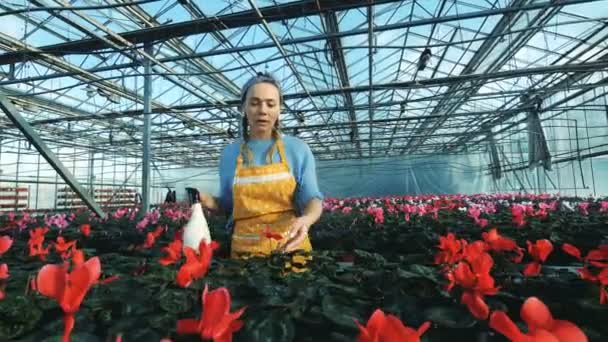 Florist vatten röd cyklamen i kruka, arbetar i ett växthus. — Stockvideo