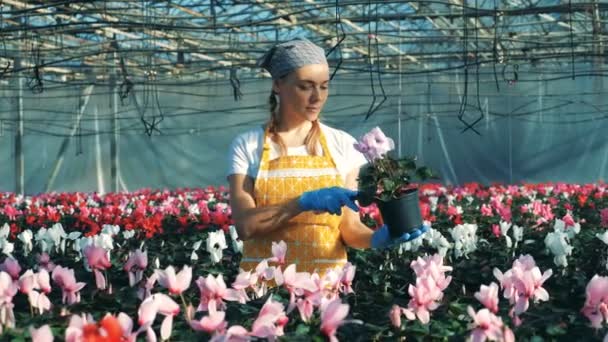 Жіночий садівник перевіряє цикламен в горщику під час роботи в скляному . — стокове відео