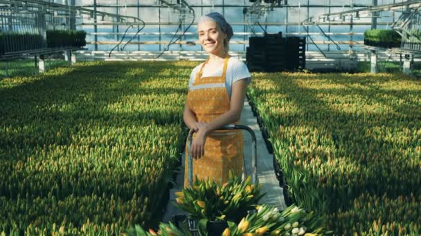 Happy florist stands in a greenhouse full of yellow tulips. — Stock Video