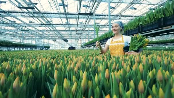 Smiling glasshouse worker picks tulips and puts them into a bucket. — Stock Video