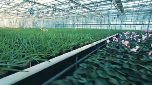 Viele Cyclamenblüten wachsen in Töpfen im Gewächshaus. — Stockvideo