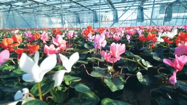 Red and pink cyclamen grow in a big greenhouse, placed in pots. — Stock Video
