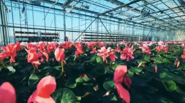 Endüstriyel sera çiçek dolu. Kırmızı ve beyaz Siklamen, tencere büyüyen ile büyük bir sera.