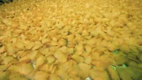 Gebakken chips schudden terwijl het bewegen langs de transportband. Potato chips productielijn. — Stockvideo