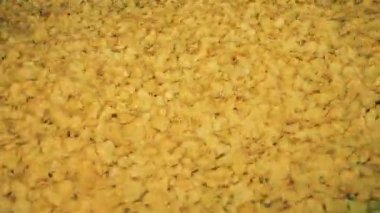 Patates cipsi bir fabrikada sanayi konveyör taşıma.