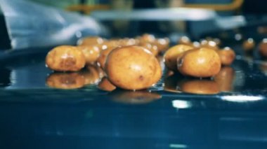 Unpeeled patates üzerinde özel bir fabrikada sanayi konveyör taşıma.