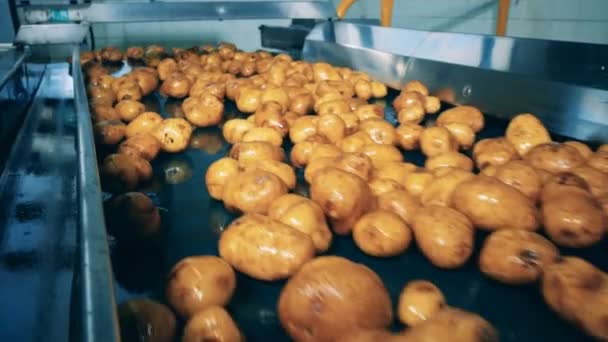 Pomme de terre lavée se déplaçant sur un convoyeur dans une installation alimentaire . — Video