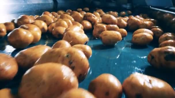 Muchas papas limpiadas en un transportador de fábrica en una instalación de alimentos . — Vídeos de Stock